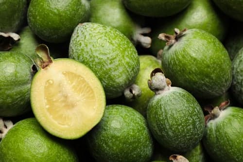 Feijoa