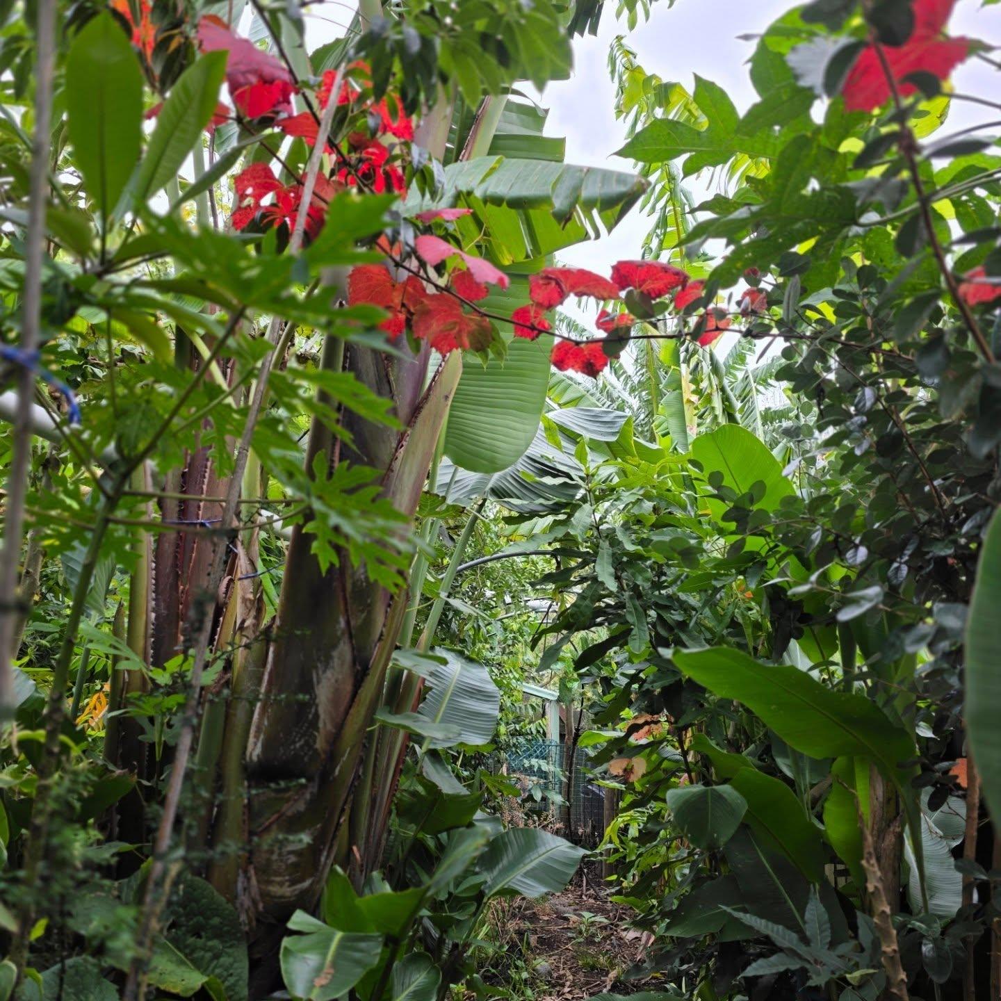 Lush layered garden planting with trees, shrubs and groundcovers