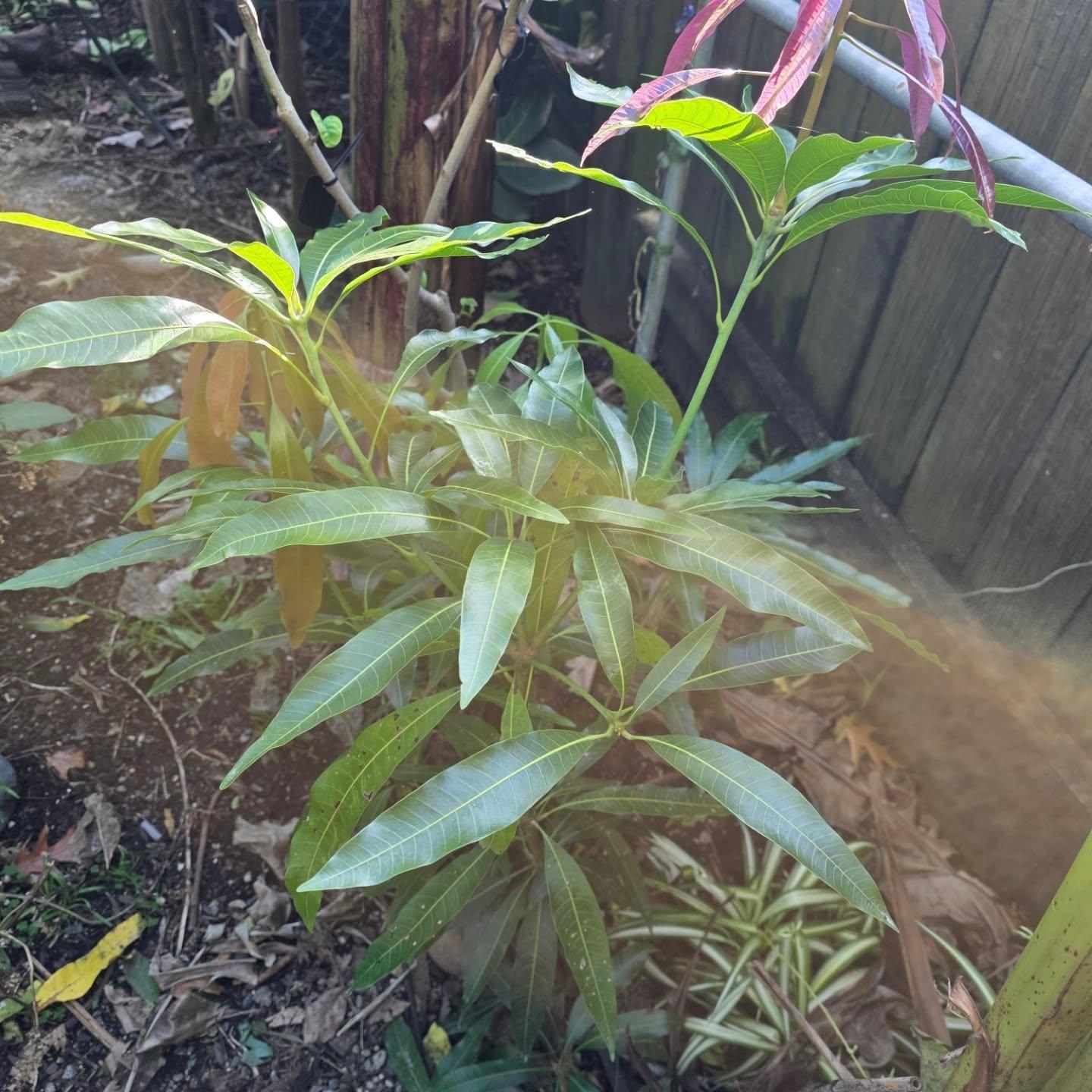 Echinacea