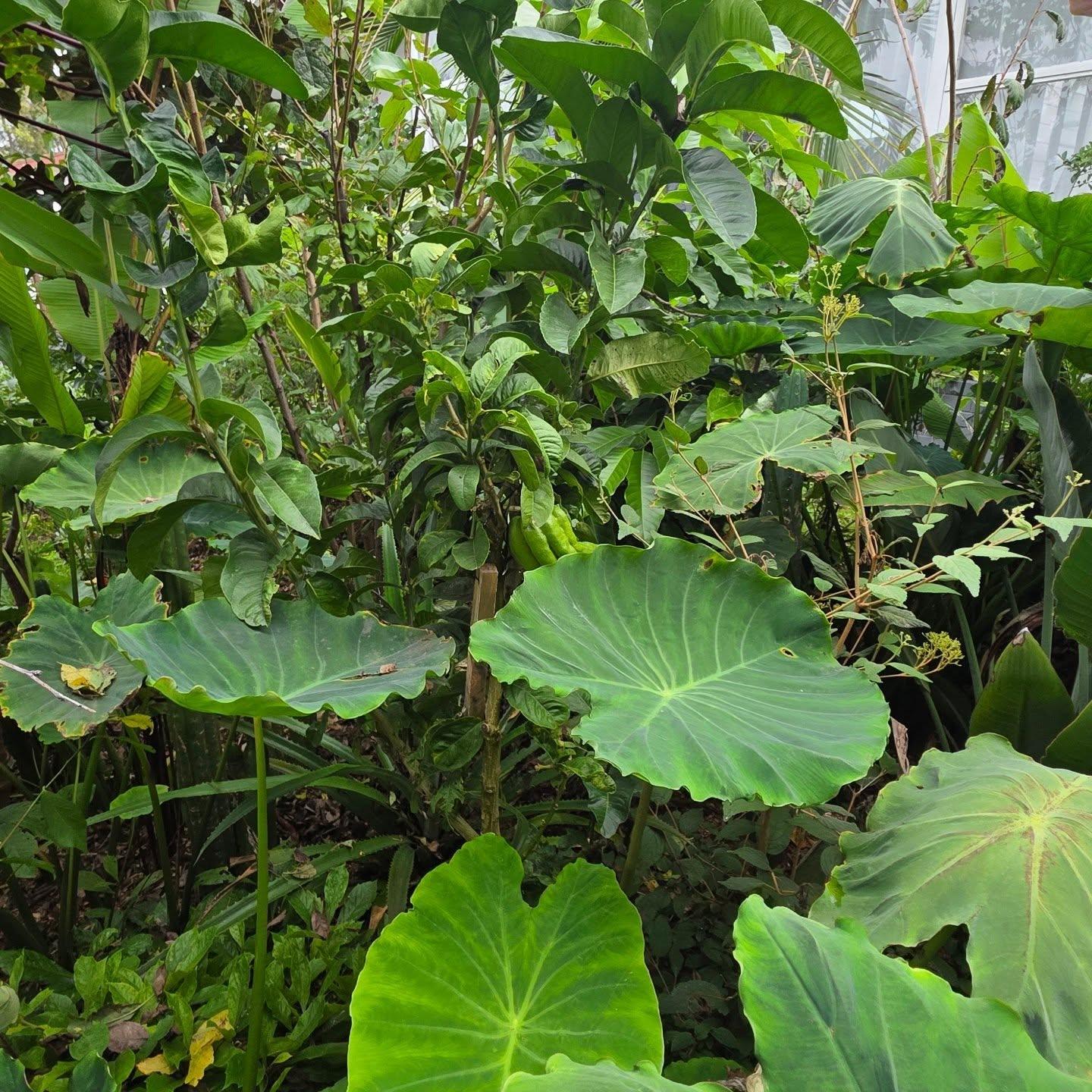 Dense mixed planting showing multiple vegetation heights